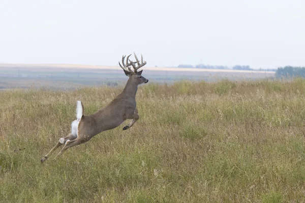 Trofeum whitetail jelenie — Zdjęcie stockowe