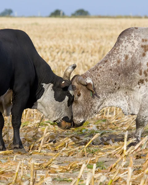 Toros peleando — Foto de Stock