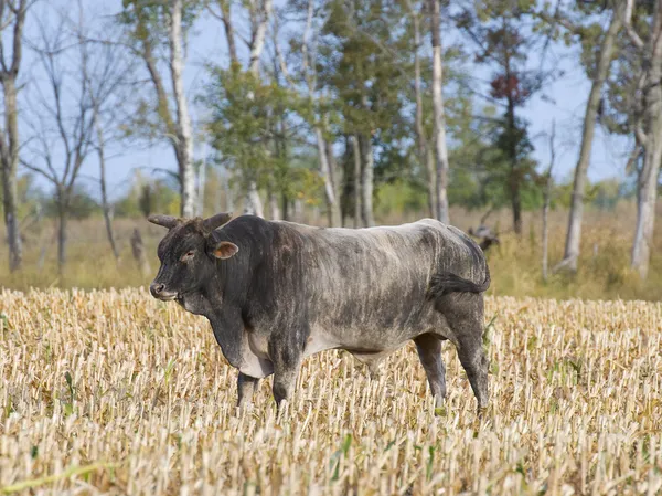 Toro medio — Foto de Stock