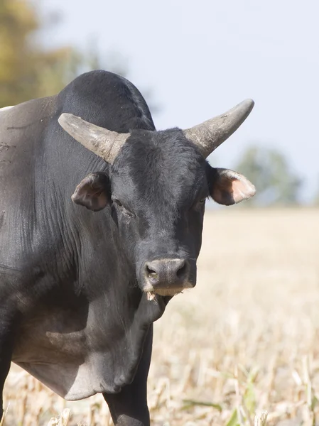 Toro grande — Foto de Stock