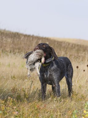 Hunting Dog with a Grouse clipart