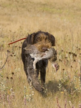 Hunting Dog with Grouse clipart