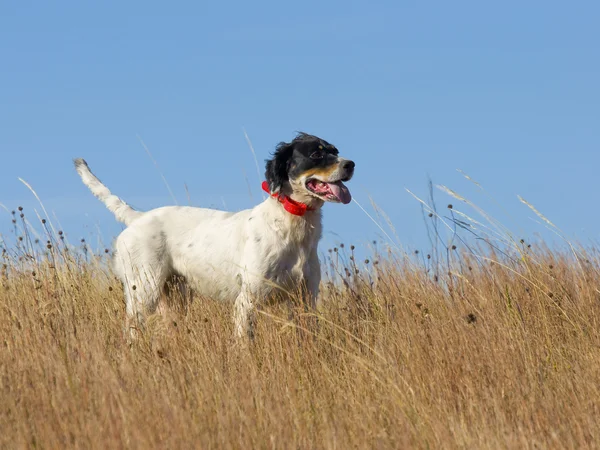 Engelsk setter - Stock-foto