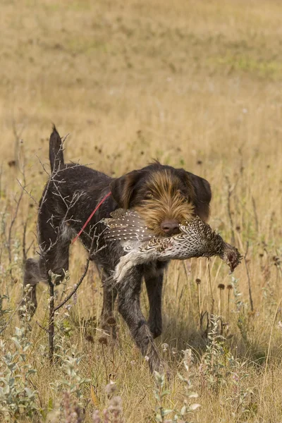 Hunting Dog with a Grouse — Stock Photo, Image