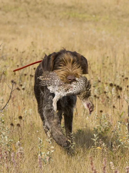 Cane da caccia con gallo — Foto Stock