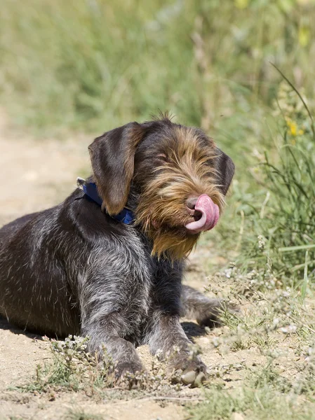 Jagdhund rastet aus — Stockfoto