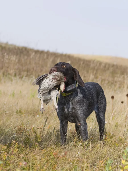 Охотничья собака с куропаткой Лицензионные Стоковые Изображения