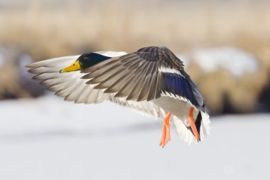 Mallard Drake in Flight