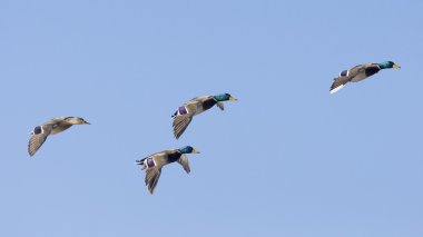 Flock of Mallards clipart