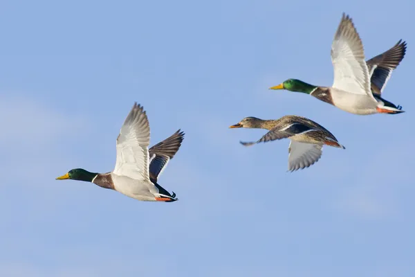 Mallards в польоті — стокове фото