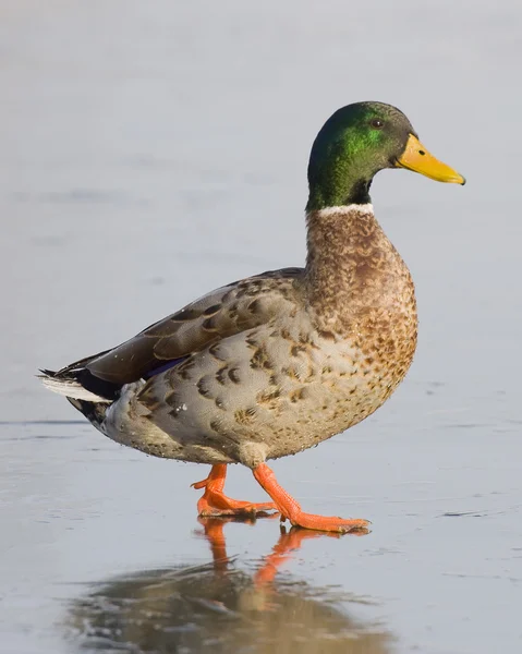 Jovem mallard — Fotografia de Stock