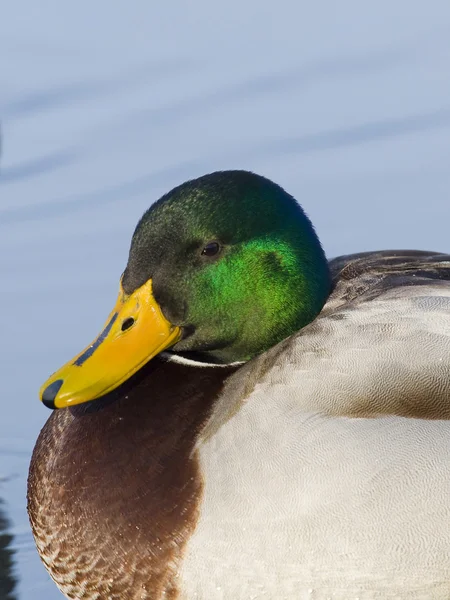 Descansando Mallard — Fotografia de Stock