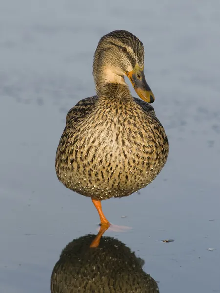 Mallard Hen — Stock Photo, Image