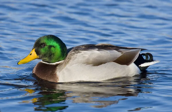 Swimming Mallard — Stock Photo, Image