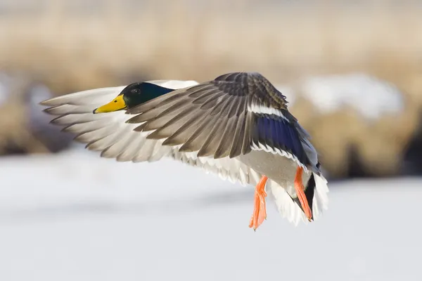 Mallard Drake in Flight — Stock Image Mallard Drake in Flight Royalty Free Stock Photos