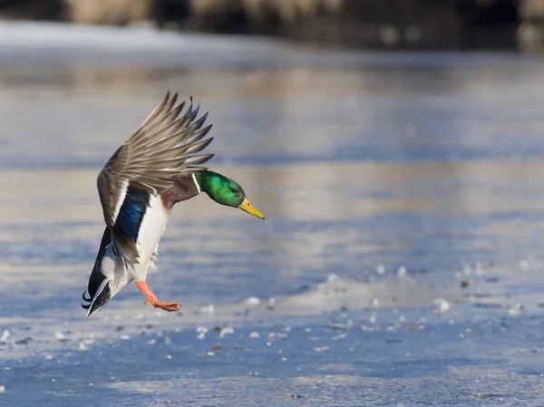 Landing Mallard — Stock Image Landing Mallard Stock Photo