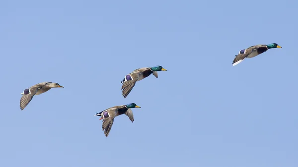 Flock of Mallards — Stock Image Flock of Mallards Stock Photo