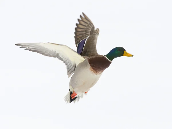 Canard colvert Drake — Photo