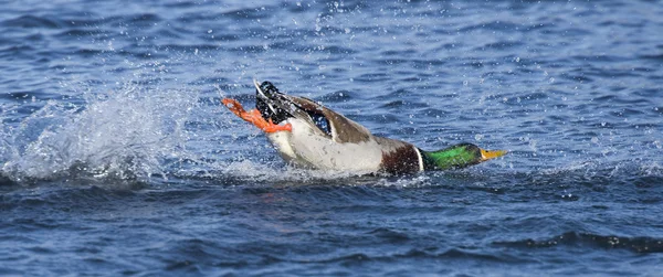 Yaban ördeği Drake Crashlanding — Stok fotoğraf