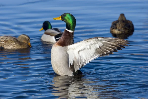 Mallard drake — Stockfoto