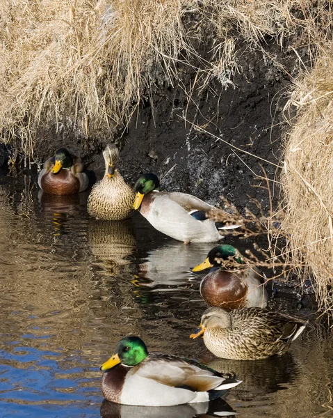 Vilande gräsänder — Stockfoto