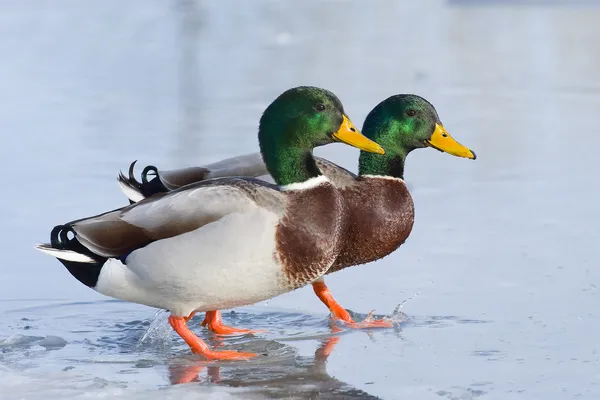 Drake gräsänder — Stockfoto