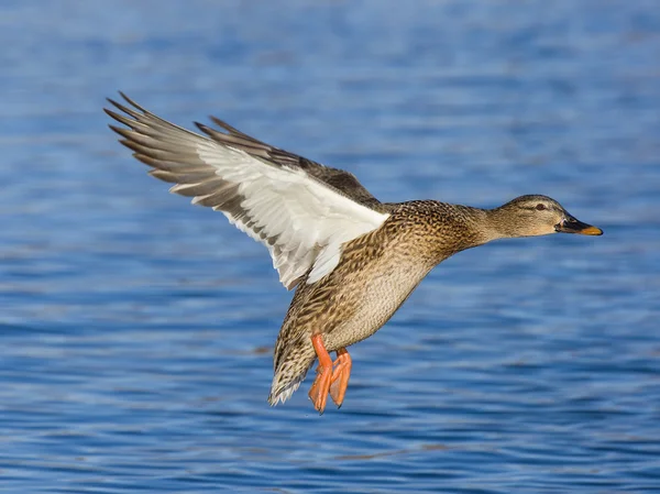 Poule volante Mallard — Photo