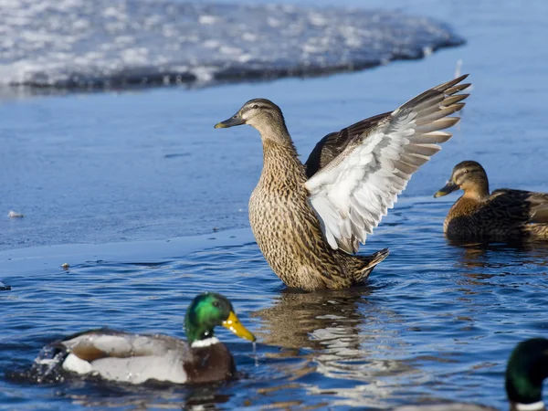Hen Mallard — Stock Image Hen Mallard Royalty Free Stock Images