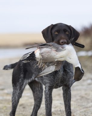 Drake Pintail