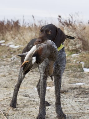 Hunting Dog with a Duck clipart
