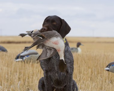 Drake Pintail