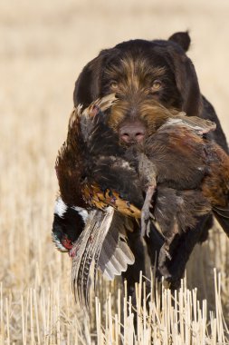 Hunting Dog with a Pheasant clipart