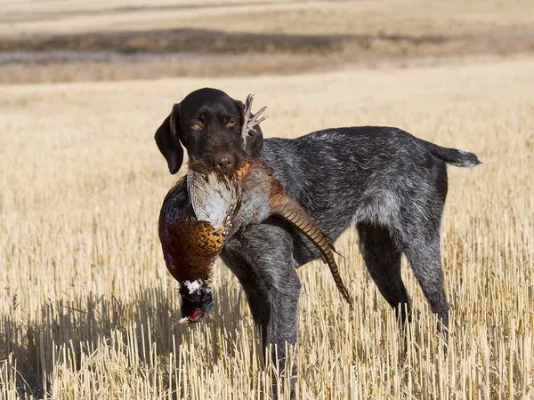 Pheasant Hunting — Stock Photo, Image