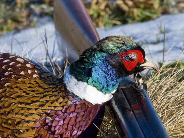 Fagiano del gallo — Foto Stock