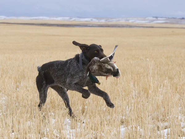 Jakt hund med en anka — Stockfoto