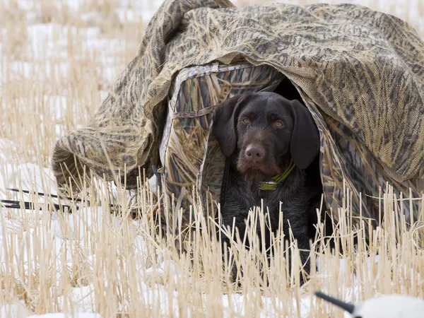 Hunting Dog in a blind — Stock Photo, Image