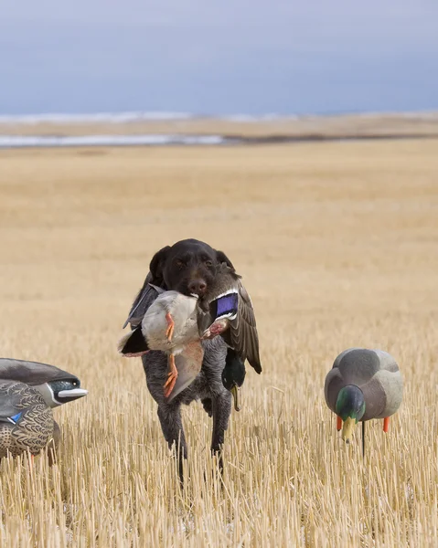 Vogelhund mit Ente — Stockfoto