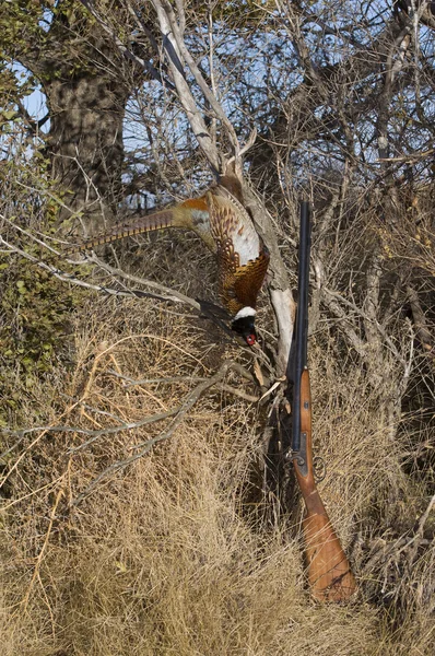 Pheasant and a Shotgun — Stock Photo, Image