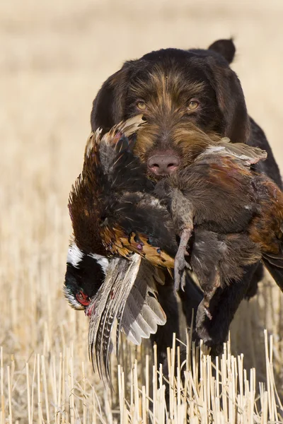 Hunting Dog with a Pheasant — Stock Photo, Image