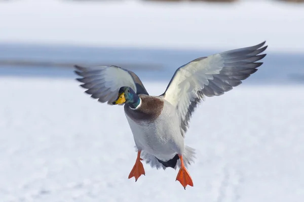 Εισερχόμενες drake mallard — Φωτογραφία Αρχείου