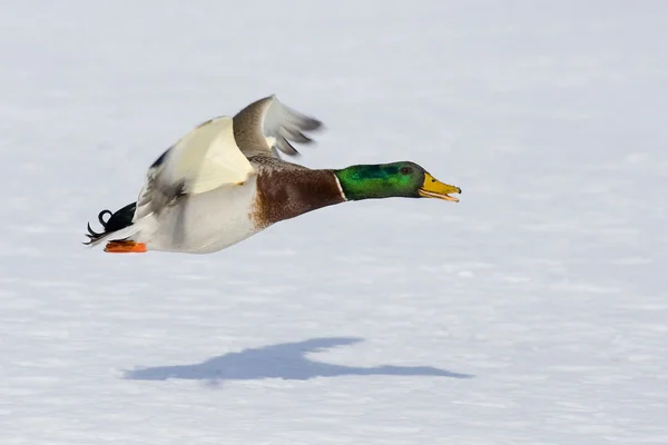 Mallard Drake — Stock Photo, Image