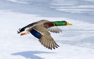 Mallard flying over snow