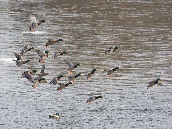 Mallard eenden — Stockfoto