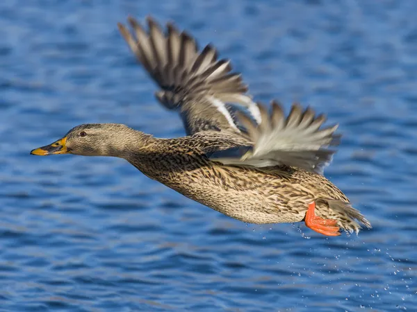 Gräsand höna — Stockfoto