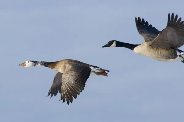 Hybrid kanadagås — Stockfoto