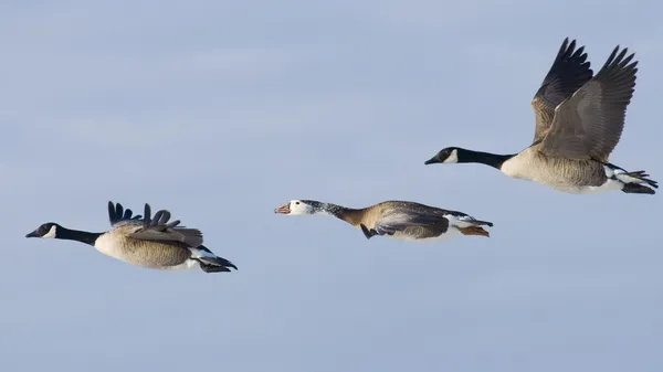 3 飛行のガチョウ — ストック写真