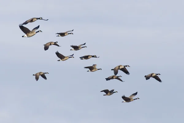 Flock of Canada Geese — Stock Photo, Image