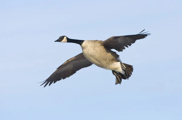 Fliegende Gans — Stockfoto