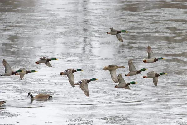 Mallard Flock — Stock Image Mallard Flock Royalty Free Stock Photos