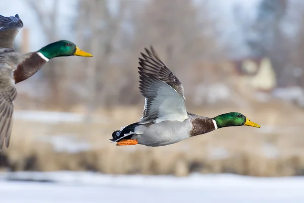 Drake Mallards — Stock Image Drake Mallards Stock Picture